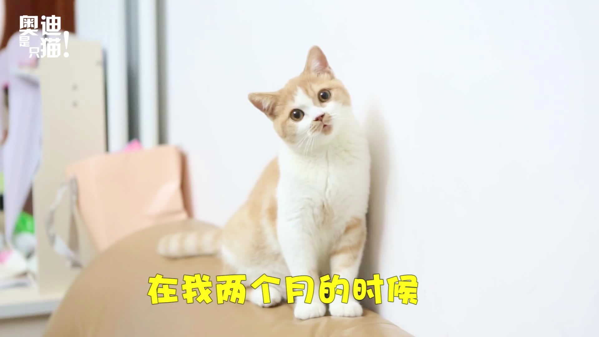 关于猫咪的成长历程，出窝时刻与之后的几个月