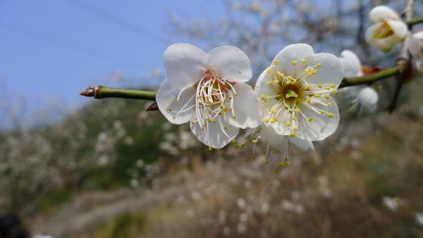 广东汕头市梅花之美