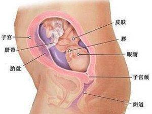 怀孕五个月，胎儿的成长发育是一个神奇而美妙的过程。此时，胎儿已经进入了稳定的成长期，身体各部分逐渐完善，呈现出令人惊叹的活力。