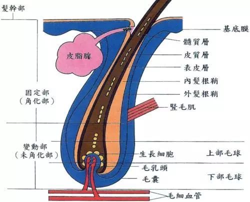 头发一个月生长的量是一个复杂而又多变的话题，它受到遗传、营养、健康状况和生活习惯等多种因素的影响。以下是关于头发一个月生长多少厘米的长篇文章。