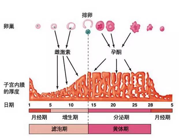 月经几个月不来是否正常，深度解析女性生理周期之谜