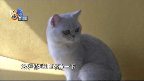 第一段，初遇小猫咪