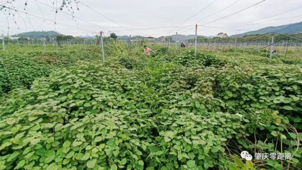 广东省药材种植所，探寻岭南药乡的奥秘